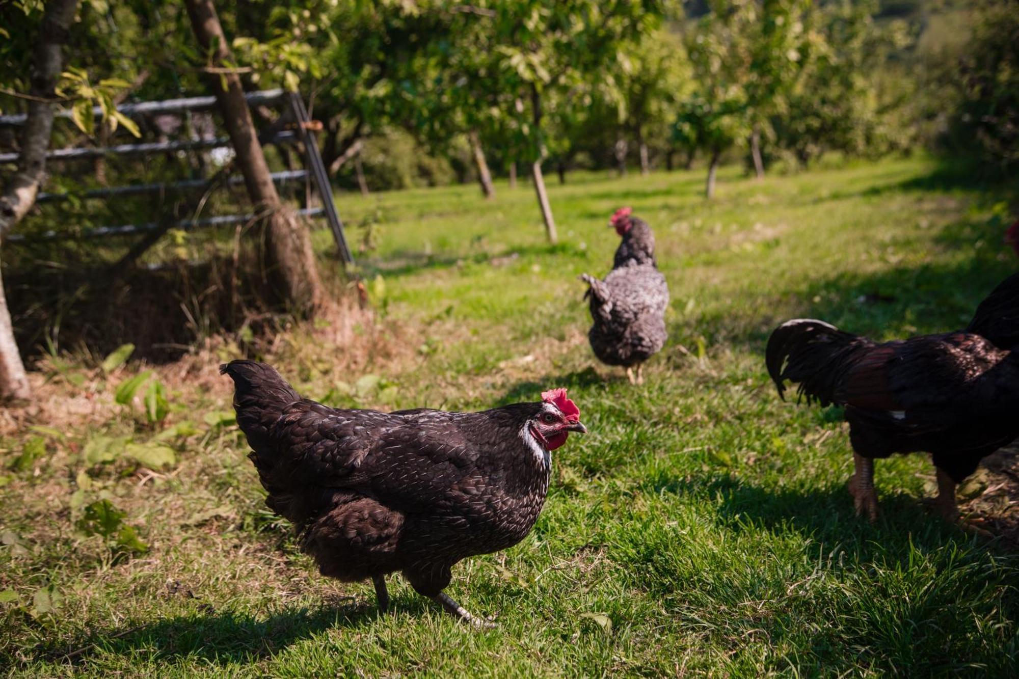 Trigonos - Quiet, Peaceful, Vegetarian B&B And Retreat Centre Nantlle Ngoại thất bức ảnh