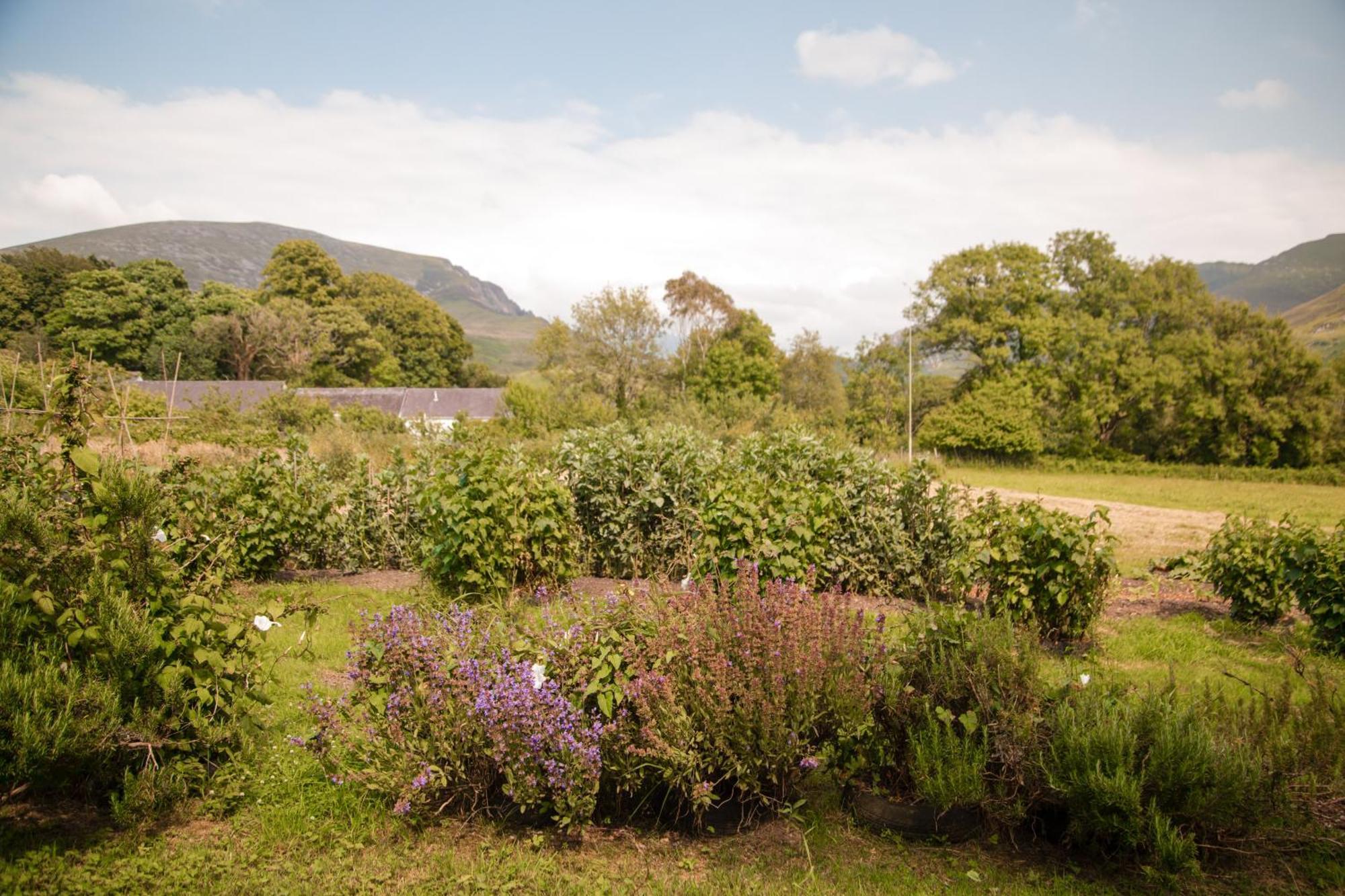 Trigonos - Quiet, Peaceful, Vegetarian B&B And Retreat Centre Nantlle Ngoại thất bức ảnh
