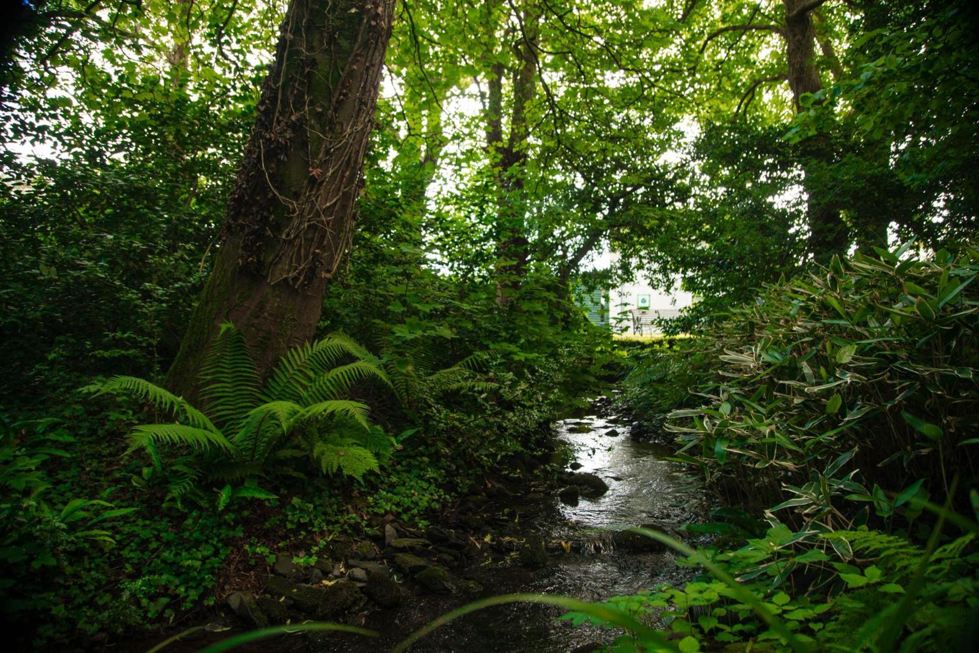 Trigonos - Quiet, Peaceful, Vegetarian B&B And Retreat Centre Nantlle Ngoại thất bức ảnh